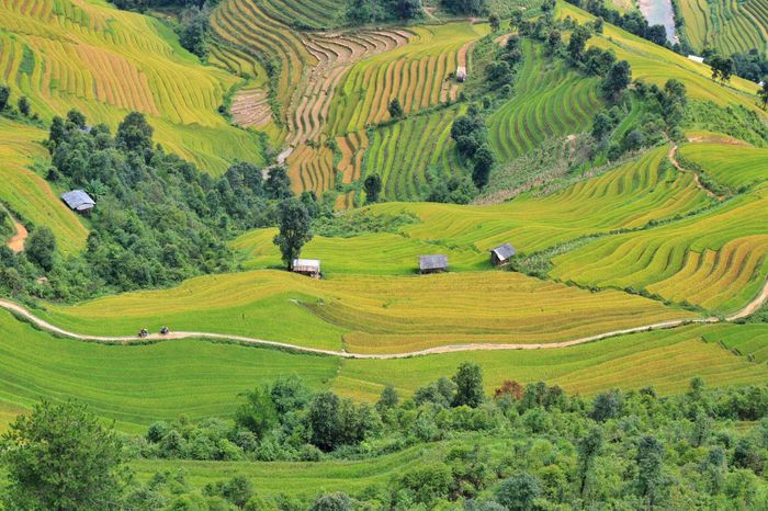 Trải nghiệm vẻ đẹp của Bản Lìm Mông trong mùa lúa chín là một trải nghiệm đầy cuốn hút