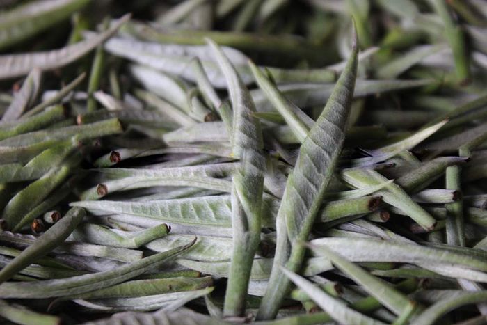 Chè Shan tuyết suối Giàng - Món quà quý từ thiên nhiên số 7