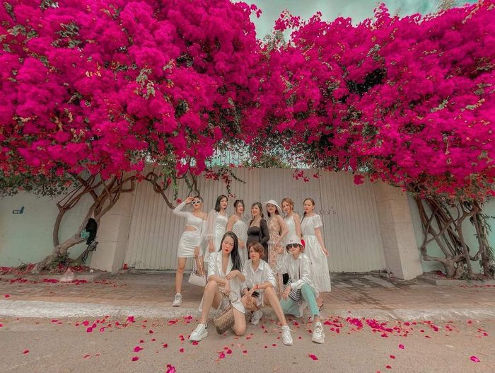 Thưởng ngoạn mùa hoa giấy ở Vũng Tàu - Vẻ đẹp mong manh và mạnh mẽ của loài hoa nắng gió 16