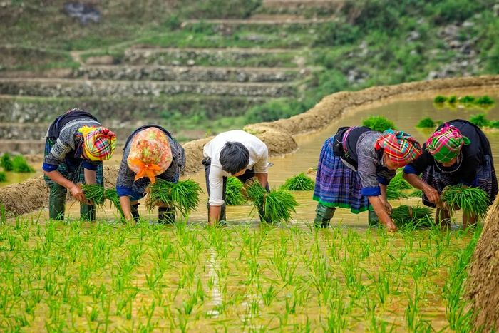 Lưu ngay kế hoạch chi tiết nhất cho chuyến đi Mù Cang Chải 3 ngày 2 đêm năm 2024