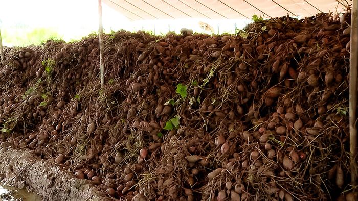 Khoai lang Bình Tân, loại củ đặc biệt của vùng nước nổi 3