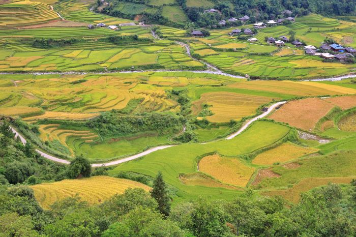 Trải nghiệm vẻ đẹp của Bản Lìm Mông trong mùa lúa chín là một trải nghiệm đầy sức hút