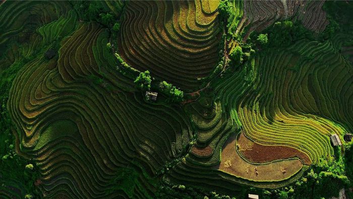 Đánh Giá La Pán Tẩn - Mê mẩn cảnh đẹp ruộng bậc thang mùa vàng 4