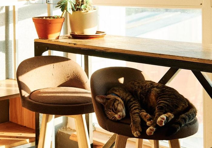 Thưởng thức Hani Kafe Kitchen - điểm đến thơm ngon nổi tiếng tại Gia Lai 3