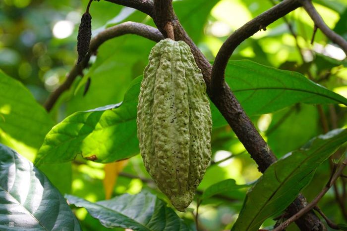 Chia sẻ cho bạn những món đặc sản Cần Thơ mua về làm quà 19