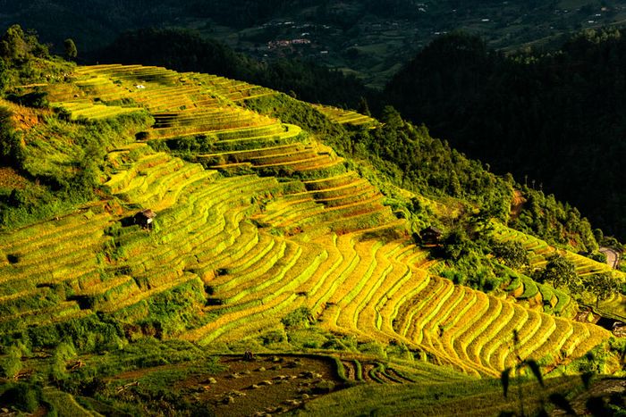 Khám phá bí quyết chụp ảnh ruộng Mâm Xôi Mù Cang Chải thu hút hàng ngàn trái tim 5