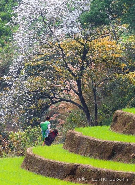 Để biết đánh giá về Trạm Tấu, hãy đến với đội ngũ của Mytour.vn! 6