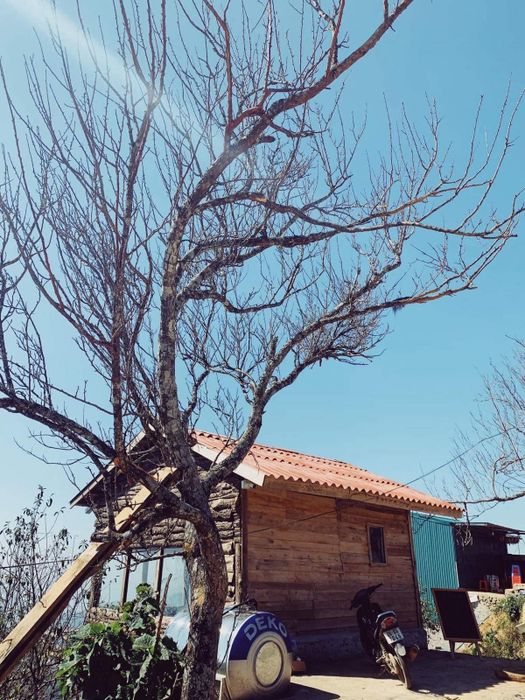 Thưởng ngoạn cảnh đẹp của Tà Xùa khi hoàng hôn buông xuống trong biển mây