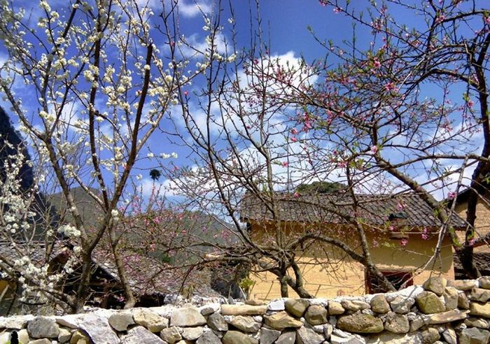 Trải nghiệm Mùa hoa mận, hoa đào ở Sủng Là, Hà Giang, bức tranh rực rỡ không gì sánh kịp