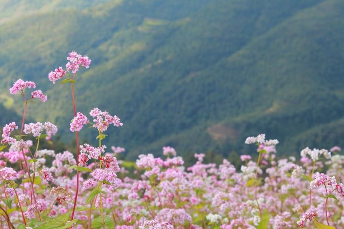 Thưởng ngoạn mùa hoa tam giác mạch Hà Giang với sự lãng mạn tột độ