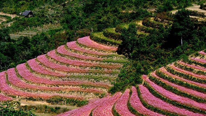 Thưởng ngoạn vẻ đẹp của mùa hoa tam giác mạch Hà Giang - Sự rực rỡ của Hà Giang vào cuối năm