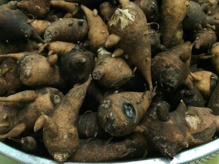 Cháo ấu tẩu Hà Giang - Món đặc sản độc đáo của người Mông