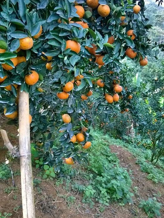 Mùa cam ở Bắc Quang Hà Giang với những quả cam ngọt luôn khiến mọi người không thể cưỡng lại.