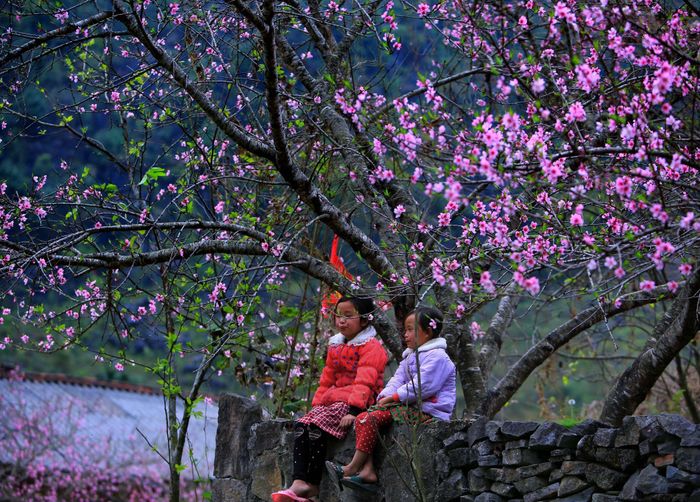 Thăm Sủng Là để ngắm Mùa hoa mận, hoa đào ở Hà Giang rực rỡ, không gian đẹp như trong tranh