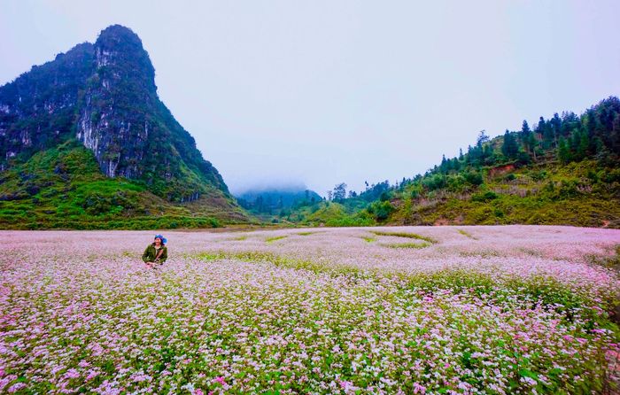 Thưởng ngoạn vẻ đẹp của mùa hoa tam giác mạch Hà Giang - Sự rực rỡ của Hà Giang vào cuối năm