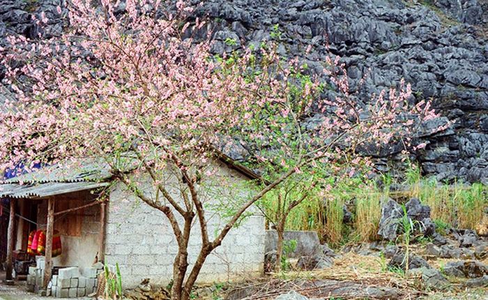 Lạc vào vùng đất Sủng Là, ngắm Mùa hoa mận trắng, hoa đào, lòng ai cũng say đắm