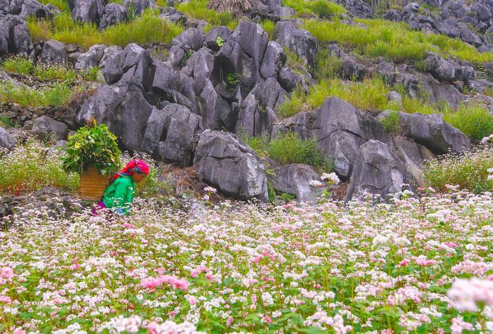 Gợi ý lịch trình Hà Giang tự túc 2 ngày 1 đêm bằng xe máy chi tiết nhất 2
