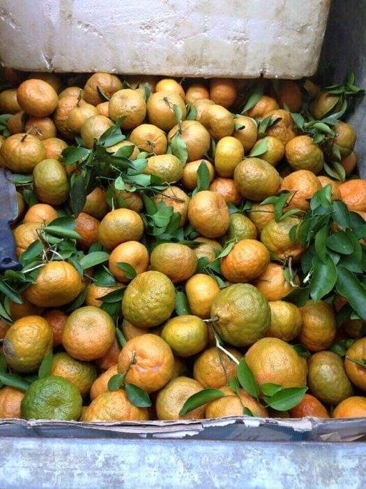 Mùa cam ở Bắc Quang Hà Giang với những quả cam ngọt luôn khiến mọi người không thể cưỡng lại.