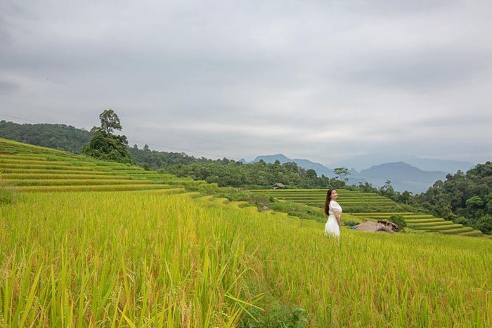 Mùa vàng ở Khuổi My giống như một bức tranh sống động trên cao nguyên đá của Hà Giang