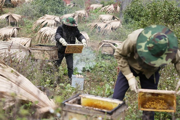 Mật ong bạc hà Hà Giang - Khoái khẩu của người sành ăn đắt giá 4