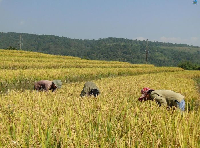 Hồ Thầu – Vẻ đẹp vĩnh cửu của ruộng bậc thang tại Hoàng Su Phì 2