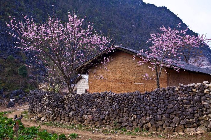 Thưởng ngoạn vẻ đẹp của mùa hoa tam giác mạch Hà Giang - Sự rực rỡ của Hà Giang vào cuối năm
