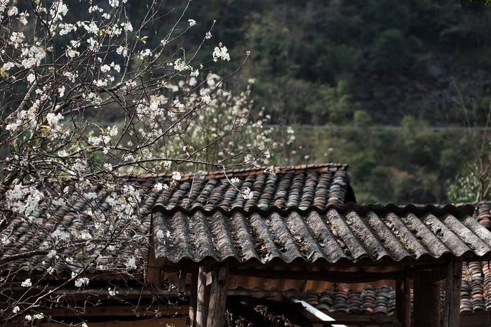 Đừng bỏ lỡ cơ hội thăm Sủng Là để chiêm ngưỡng Mùa hoa mận, hoa đào ở Hà Giang đẹp đến nao lòng