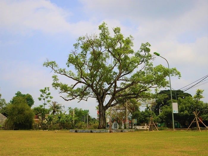 làng sen quê Bác