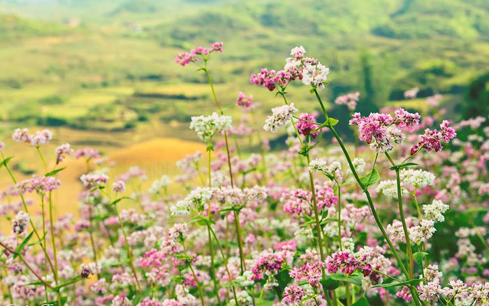 Chương trình du lịch tự túc ngắm hoa tam giác mạch ở Hà Giang trong 3 ngày 2 đêm