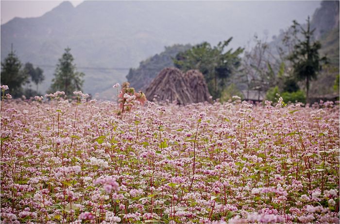 Không thể bỏ qua vẻ đẹp của hành trình khám phá mùa hoa tam giác mạch tuyệt vời này