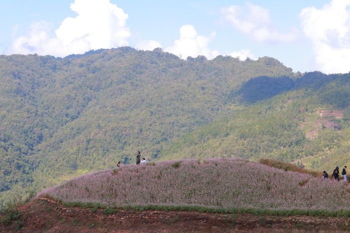 Thưởng ngoạn mùa hoa tam giác mạch Hà Giang với sự lãng mạn không giới hạn