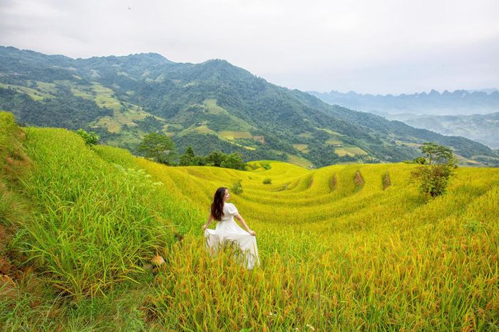 Mùa vàng tại Khuổi My như một bức tranh sống động trên cao nguyên đá của Hà Giang
