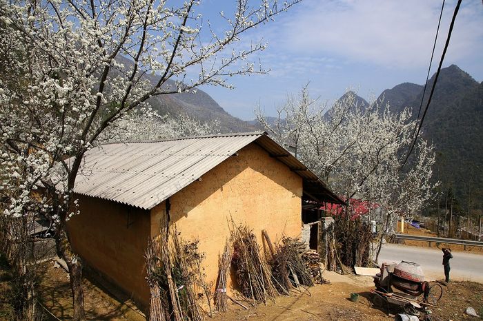 - Nếu bạn đam mê phượt, hãy đến Hà Giang vào mùa hoa mận để tận hưởng cảnh đẹp của những cánh đồng hoa nở rộ trên khắp các con đường.