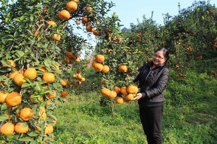 Mỗi khi đến mùa cam ở Bắc Quang Hà Giang, nhìn những trái cam ngọt luôn khiến bạn muốn thưởng thức ngay.
