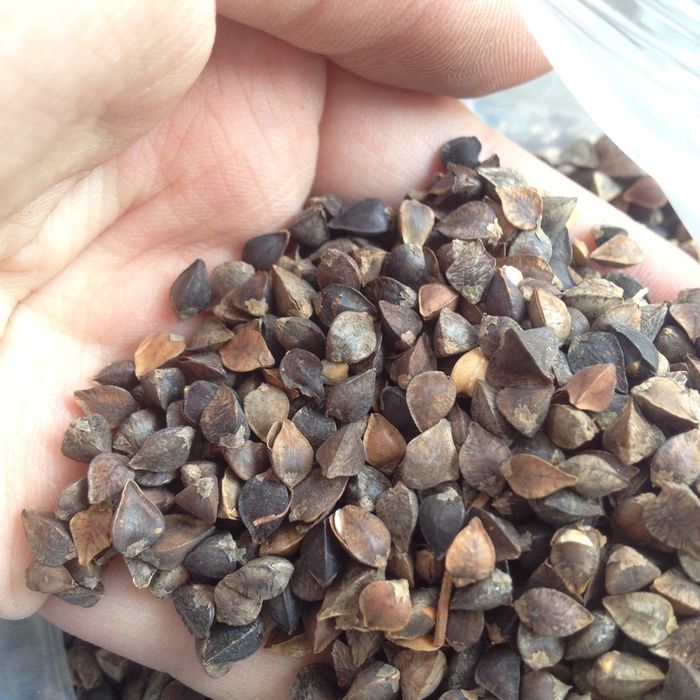 Quyến luyến với vị ngọt thanh của bánh tam giác mạch Hà Giang, phần 5.