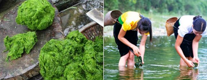Dậy thèm với hương vị đặc biệt của rêu nướng Hà Giang 4