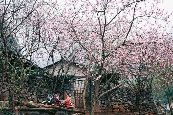 Dành thời gian ghé thăm Sủng Là để chiêm ngưỡng Mùa hoa mận, hoa đào, bạn sẽ được chứng kiến sự rực rỡ độc đáo