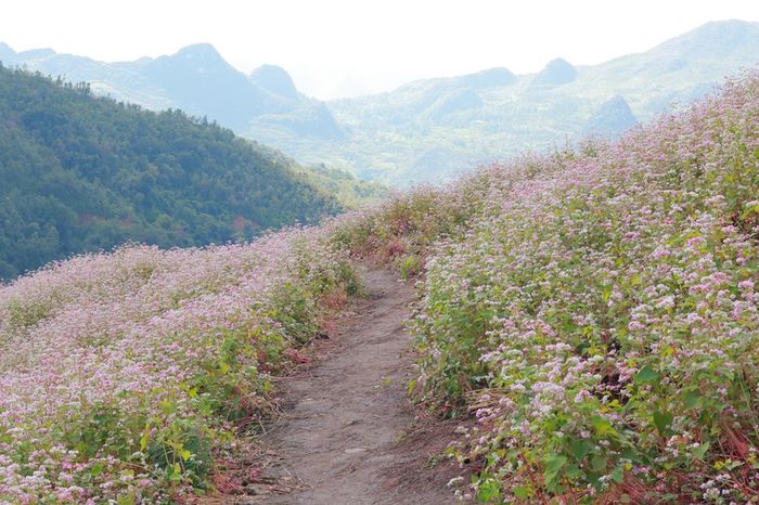 Thưởng ngoạn mùa hoa tam giác mạch Hà Giang với sự lãng mạn tuyệt vời