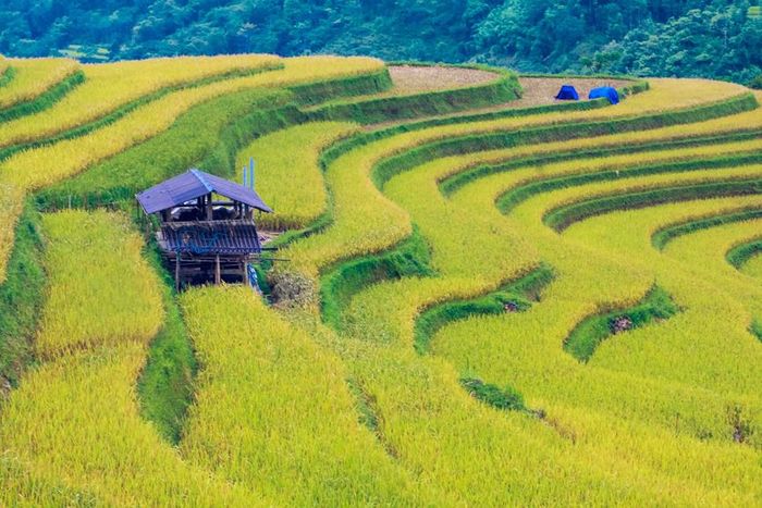 Khi đến Hà Giang, đừng quên thưởng thức món đặc sản thịt chuột La Chí đã khiến nhiều người phải bật khóc.