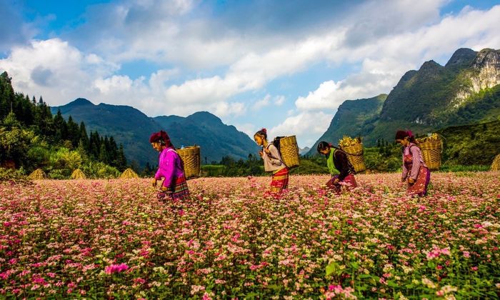 Hãy tham khảo lịch trình du lịch Hà Giang tự túc 2 ngày 1 đêm với giá cực kỳ hấp dẫn
