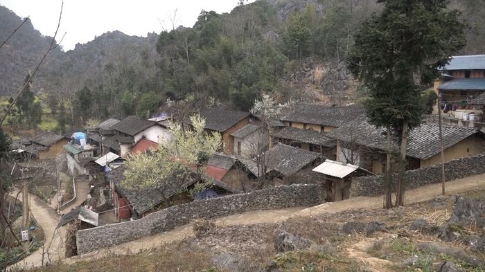 Thưởng ngoạn vẻ đẹp của mùa hoa tam giác mạch Hà Giang - Sự rực rỡ của Hà Giang vào cuối năm
