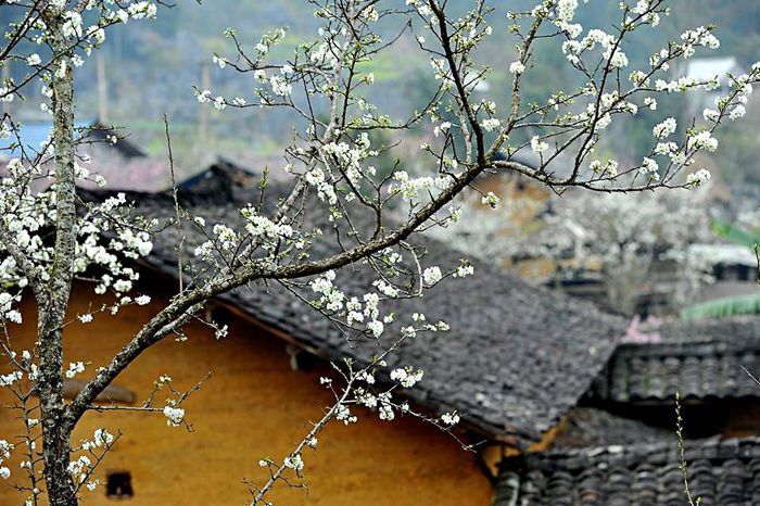 Dạo bước tại Sủng Là, trải nghiệm sắc trắng Mùa hoa mận, hoa đào ở Hà Giang lung linh như mơ