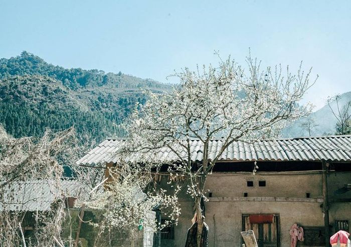 Thăm Sủng Là để ngắm Mùa hoa mận, hoa đào ở Hà Giang lung linh