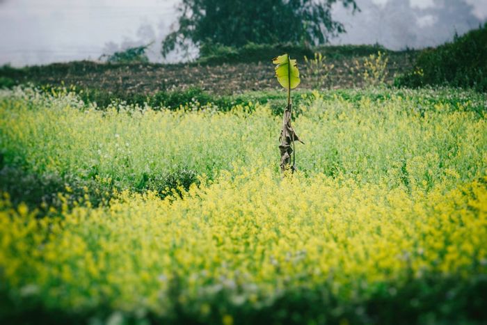 Không thể quên được cảm giác cay nồng trên đầu lưỡi khi thưởng thức món rau cải cay Hà Giang lần thứ tư