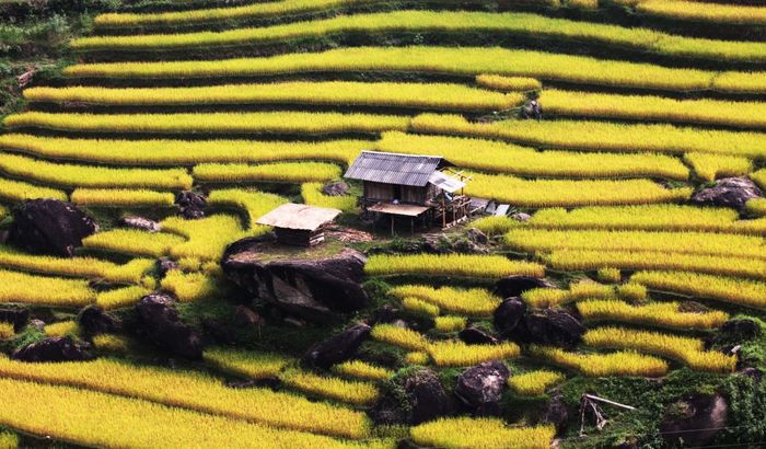 Khi đến Hà Giang, đừng quên thưởng thức gạo Già Dui Xín Mần, sản phẩm luôn được săn đón nồng nhiệt.
