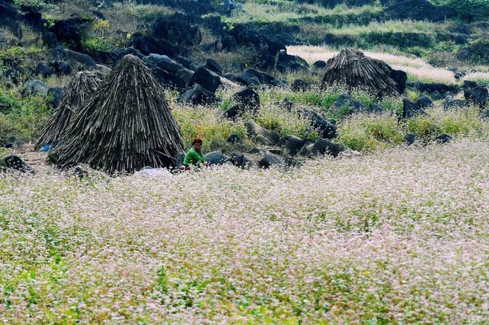 Trải nghiệm cuộc hành trình khám phá hoa tam giác mạch Hà Giang 3 ngày 2 đêm tự do