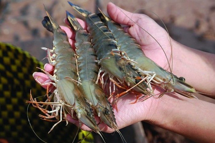 Ruốc tôm từ Quảng Ninh