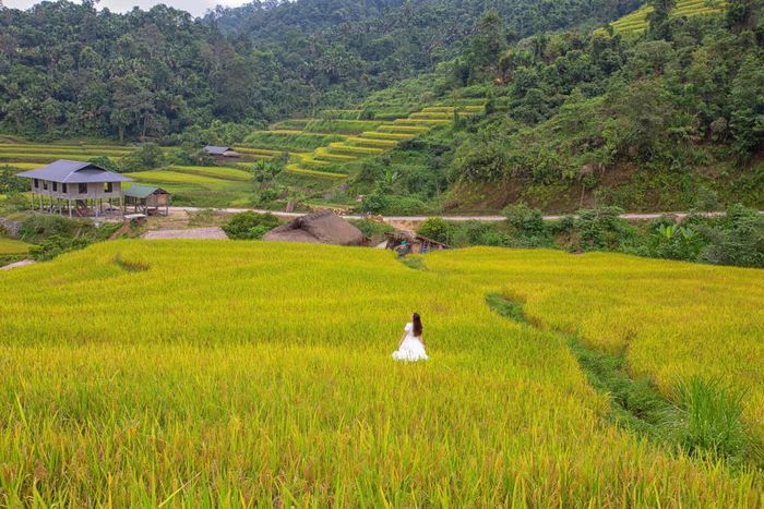 Mùa vàng tại Khuổi My như một bức tranh sống động trên cao nguyên đá của Hà Giang