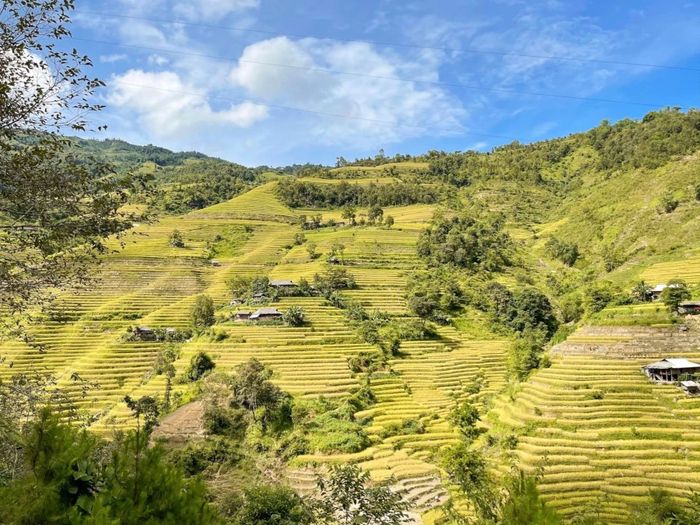 Mùa lúa vàng ở Hoàng Su Phì là thời điểm mà các tín đồ sống ảo không thể bỏ qua