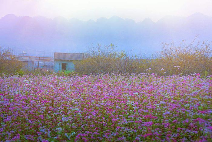 Chương trình du lịch tự túc ngắm hoa tam giác mạch ở Hà Giang trong 3 ngày 2 đêm